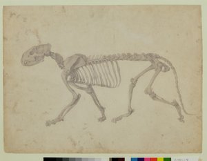 Lateral View of a Tiger Skeleton, finished study for Table IV of 